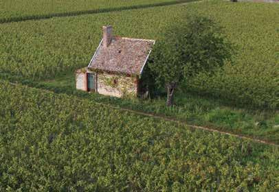 A Côte de Nuits, conhecida como o ponto nobre da Borgonha, concentra o maior número de vinhedos classificados em Grand Cru, produzindo assim os melhores tintos da região.