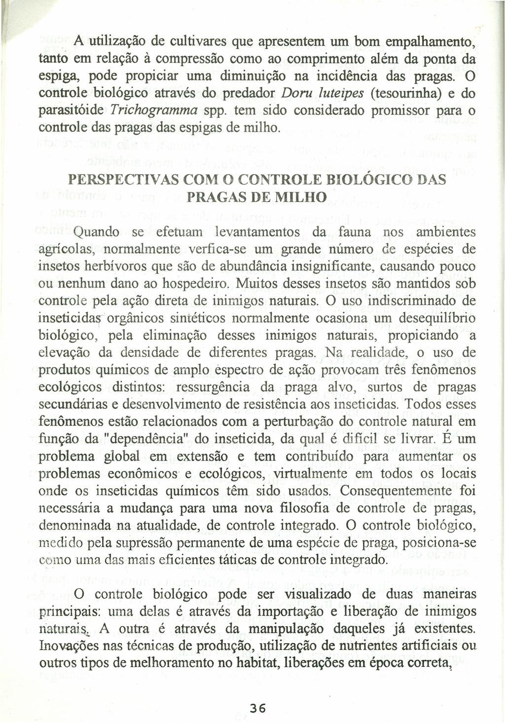 _ A utilização de cultivares que apresentem um bom empalhamento, tanto em relação à compressão como ao comprimento além da ponta da espiga, pode propiciar uma diminuição na incidência das pragas.