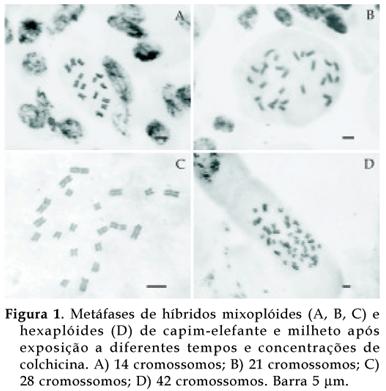 3. RESULTADOS E DISCUSSÃO Na indução de poliploidia in vitro foram empregados como explantes meristemas laterais, seedlings e plântulas.