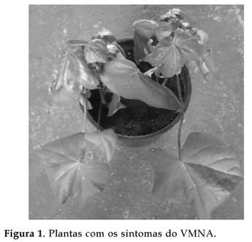 Bragantia - Characterization of cotton vein mosaic vírus by Aphis gossyphi.