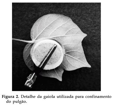 Bragantia - Characterization of cotton vein mosaic vírus by Aphis gossyphi.