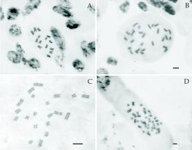 368 S. Barbosa et al. Análise citogenética As análises citogenéticas foram realizadas de acordo com os procedimentos adaptados por TECHIO et al. (2002) para Pennisetum.