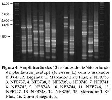 Bragantia - Characterization of isolated rhizobia from Pachyrhyzus erosus L.