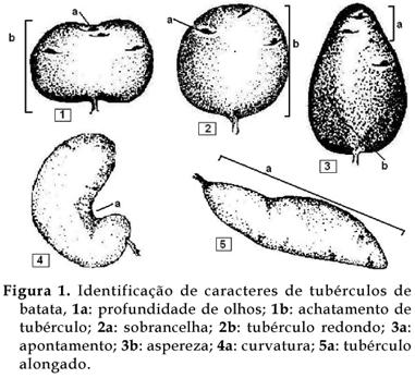 Bragantia - Correlations between appearance and yield characters, and path analyses for potato tuber appearance amarelo, 2- amarelo claro, 3- intermediário, 4- vermelho claro, 5- vermelho escuro);