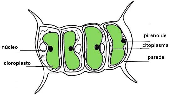 (a) (b) Figura 1 - Desenho esquemático (a) e micrografia da microalga Scenedesmus sp (b) (http://www.dipbot.unict.it/sistematica/scenede.