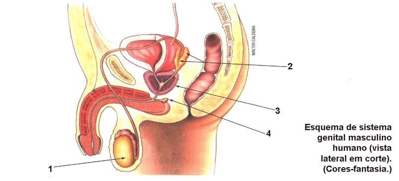 Biologia 6/10 Questão 6 Identifique e descreva as funções das glândulas do sistema genital masculino enumeradas abaixo: (10 pontos) LOPES, S.; ROSSO, S. Bio Vol.2, São Paulo: Saraiva, 2010, p.16.