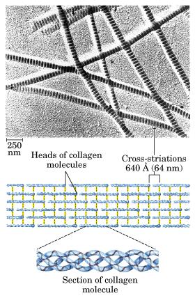 estruturas compactas fortemente enroladas em forma globular ou esférica.