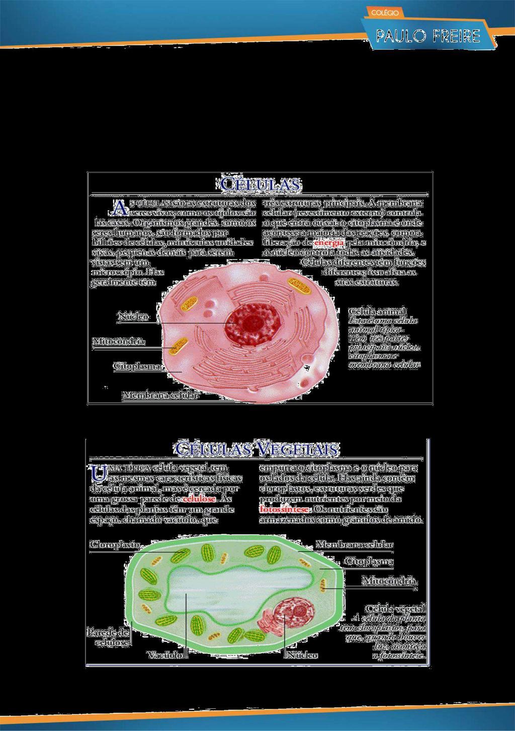 Seres com uma só célula e seres com milhões de células Alguns seres vivos são formados por uma única célula; são os seres unicelulares, como é o caso de uma bactéria ou de um protozoário.