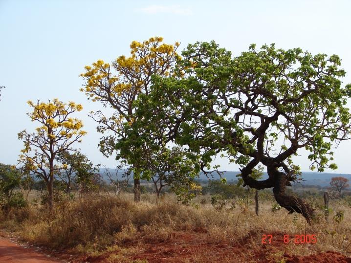 geralmente ácido, oligotrófico, tóxico