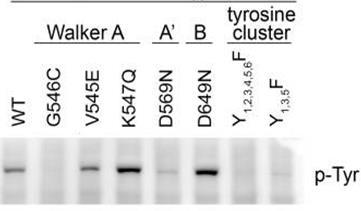 4 a) Descreva o material biológico e procedimento experimental para a introdução dessas mutações no gene wzc (nota: com excepão para a Y, todas as mutações são individuais) (1,5 valores).