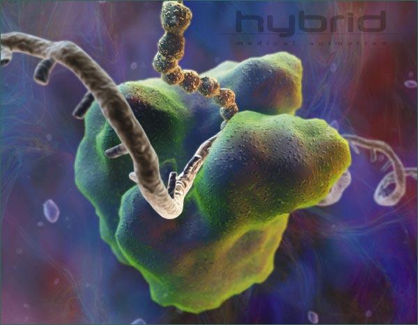 RNA POLIMERASE RNApolimerase específica síntese de RNAs específicos: Tipo Localização Sintetiza RNA pol I Nucléolo RNA Ribossômico(rRNA) Nucleoplasma RNA mensageiro(mrna) I Nucleoplasma RNA