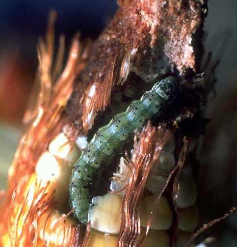 Amigos, uma outra praga da cebola é uma lagarta, conhecida como lagarta da espiga do milho e ataca, principalmente, espigas de milho, mas também pode ser praga