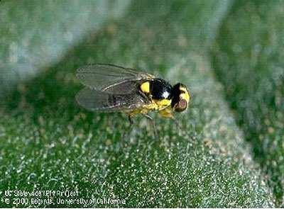 O inseto adulto é uma mosca de 2 mm de comprimento, com coloração preta no tórax e abdômen amarelo.
