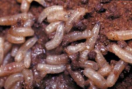 Amigos, as suas larvas branco-amareladas medem 5 mm de comprimento.