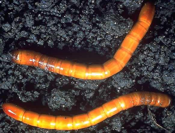 Pessoal, a larva arame possui o seu corpo mais duro do que outras larvas, por isto é