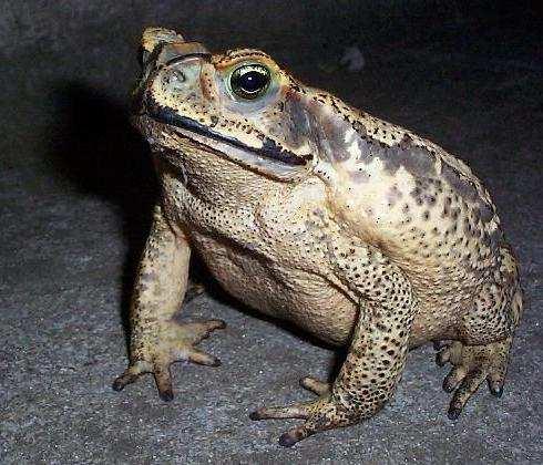 Amigos, nós devemos plantar a cebola e o alho perto de uma mata.