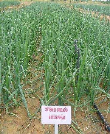 Amigos, uma irrigação adequada favorece o pleno desenvolvimento das plantas de cebola e de alho, ficando menos tempo no campo e exposto as pragas.