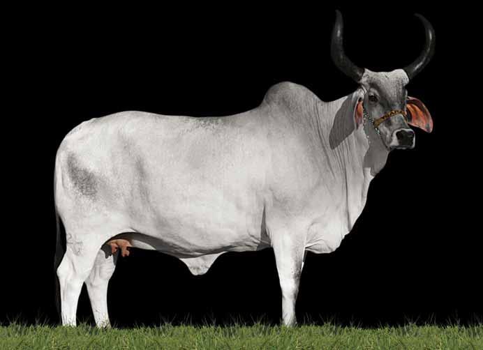 Promotor: Fazenda Ygarapés Animal: Aventura JF (PREFEITO JF x BABILÔNIA JF) 12 Valor gené co es mado: + 143,5 kg de leite. Lactação: 2.380 kg de leite.