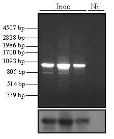 . Figura 3. Amplificação por RT-PCR de partes do genoma do CLRDV usando dois diferentes pares de oligos.