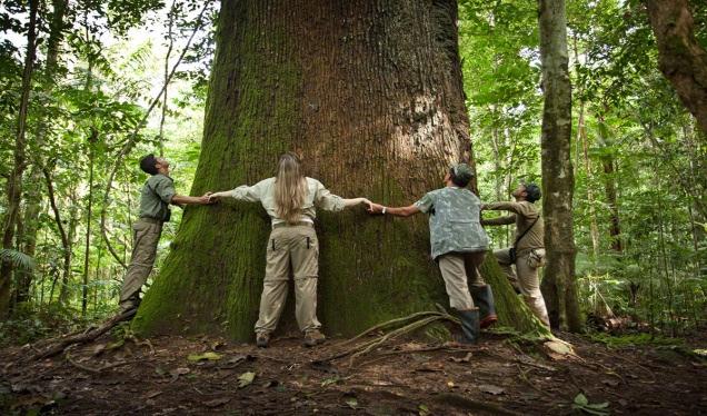 Roteiro: 1 Dia 27/abr Cristalino Lodge - Primeiro Encontro com a Floresta Chegada e transfer do aeroporto de Alta Floresta para o Cristalino Lodge, aproximadamente 01h00 de estrada e depois um