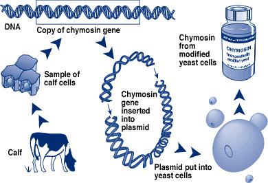 PROTEASES TRANSGÊNICAS