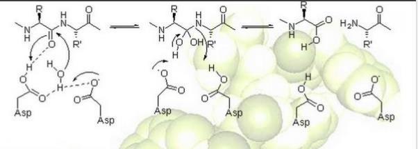 Exemplo de Proteases aspárticas ou ácidas (E.C. 3.4.23): possuem aminoácido ácido aspártico em seu sítio ativo.
