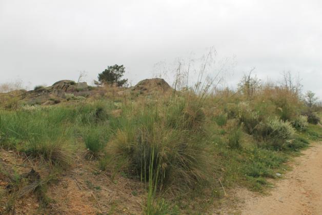 A área de espaço verde de protecção, é caracterizada fundamentalmente pela faixa de protecção, envolvente à Zona de Localização Empresarial do