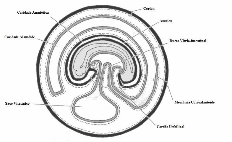 6 (NEUPANE et al., 2008), sendo considerada uma fonte atrativa de células tronco de origem adulta (ZUK et al., 2004). Em 2006, Miao et al.