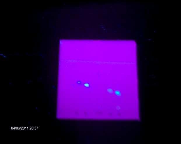 47 A placa foi então avaliada sob luz ultravioleta no comprimento de onda de 366 nm, em gabinete de visualização. Para amostras contaminadas com aflatoxinas foi realizada a quantificação.