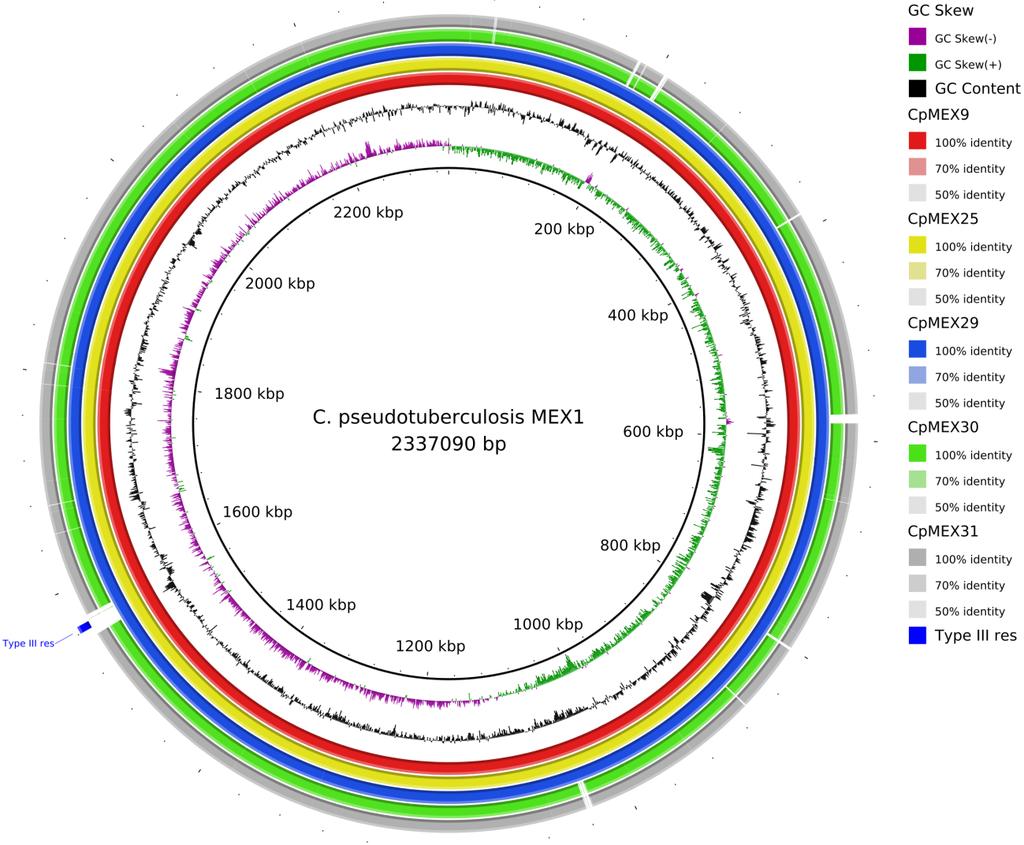 Cluster gênico Figura 14 Visualização circular dos genomas dos organismos estudados tendo como genoma de referência a C. pseudotuberculosis MEX1 que pertence ao biovar Ovis.