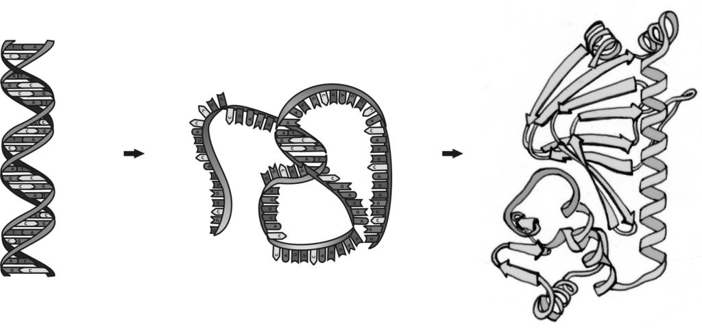 Biologia Molecular Fluxo da informação genética tradução I Primeiramente é importante lembrar que a molécula de DNA é constituída de quatro nucleotídeos diferentes.