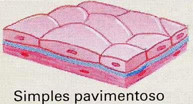 epitélio simples pavimentoso: ocorre em locais do corpo onde a proteção mecânica é pouco necessária; permite