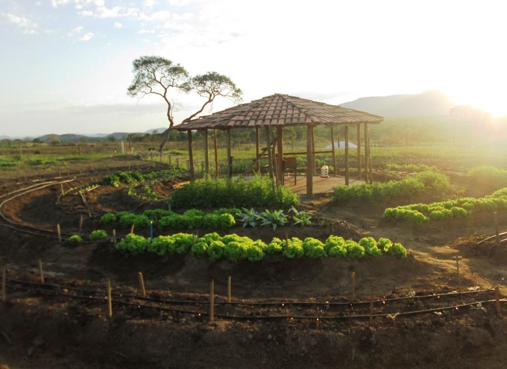 Figura 4. Produção Agroecológica Integrada e Sustentável Fonte: Lucas Alves. PAIS, Ass. Vitória, Parcela 03.