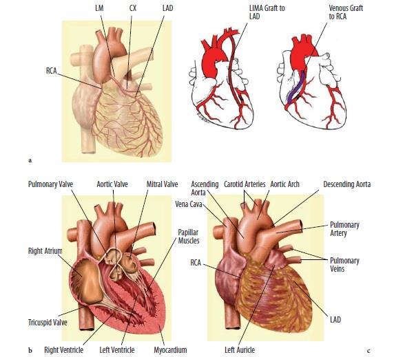 1. Introdução 1.1. Enquadramento do tema Como ilustrado na figura 1, o coração humano é composto por quatro câmaras, cada uma contendo uma válvula à saída, sendo que estas estão sincronizadas de modo