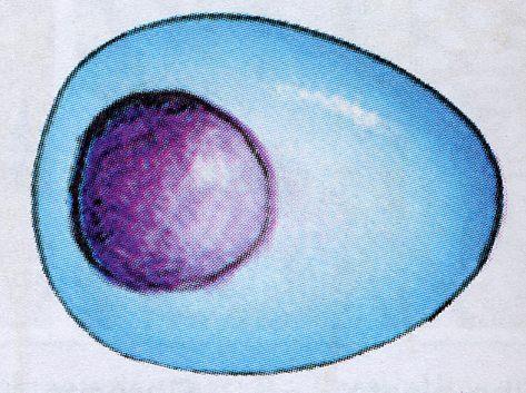 Células Plasmócitos: são células originadas dos linfócitos tipo B.