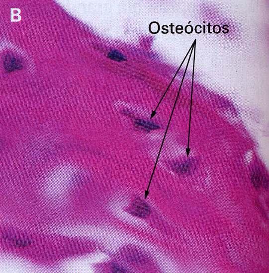 Osteócitos: células com baixa atividade metabólica e que ficam