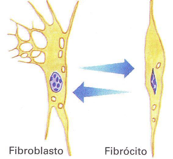 Células Fibrócito: é, na verdade, um fibroblasto adulto, que já não tem uma produção protéica tão grande como tem o fibroblasto.