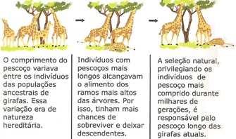 atrofia. É a lei do uso-desuso. Essas características adquiridas durante a vida dos organismos seriam transmitidas aos descendentes.