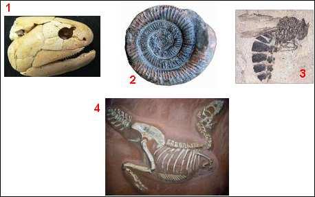 B. PALEONTOLOGIA Restos de animais, plantas e até seres microscópicos encontrados na formas de fósseis mostram organismos que são aparentados às espécies atuais.