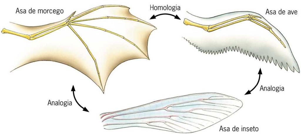 mesma. Exemplo: Asa de uma ave e asa de um inseto.