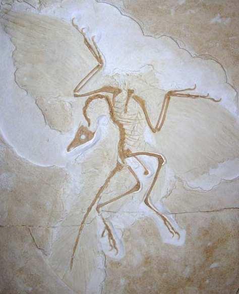 IINNDDO I MAAI IISS LLONNGEE: :: O Archaeopteryx O Archaeopteryx é a ave mais antiga que se conhece, conviveu com os dinossauros do período Jurássico e talvez ainda seria considerado como um