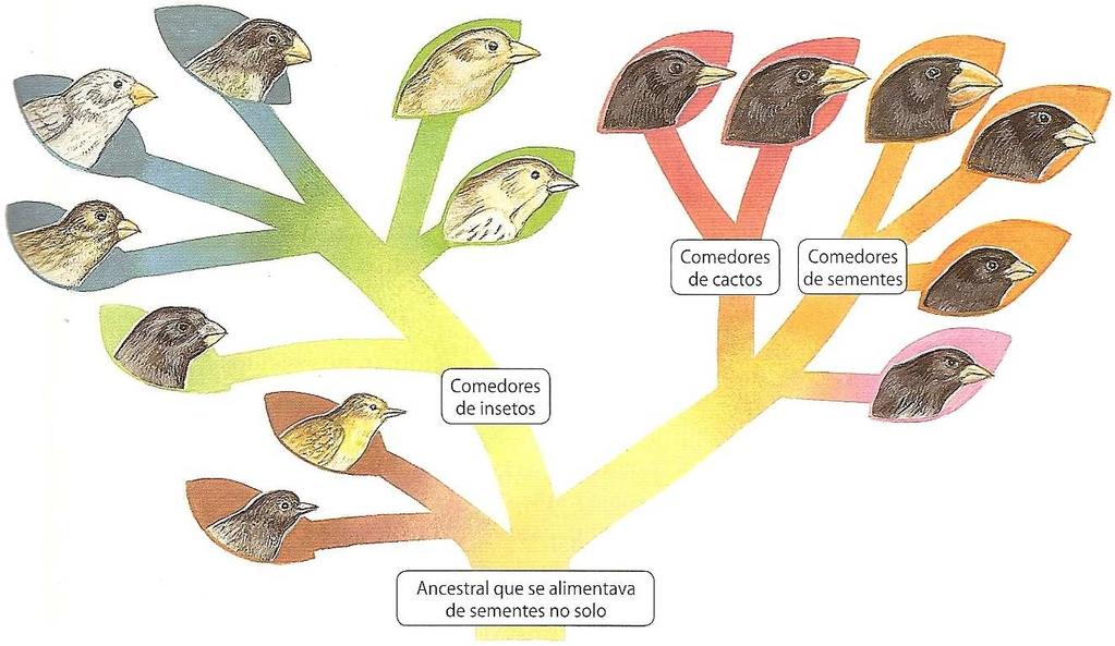 bater de asas para o vôo ), no entanto o Archaeopteryx possuía o chamado " osso da sorte " ou " forquilha " típico das aves.