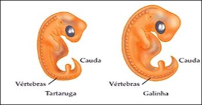 Biologia Evolução e Teorias Evolutivas Prof. Enrico Blota 3. Embriologia comparada São semelhanças no padrão de desenvolvimento inicial dos animais.