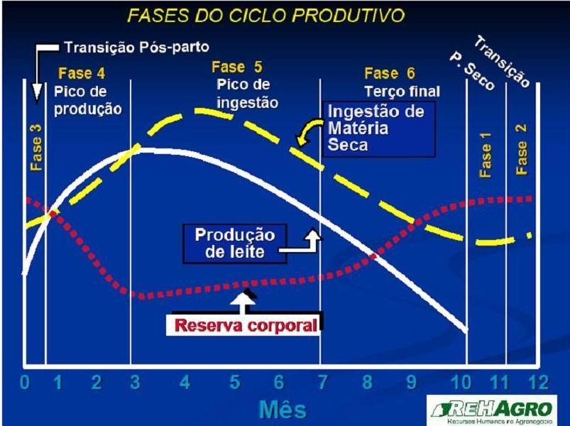 BALANÇO ENERGÉTICO PÓS-PARTO BEN PERÍODO DE TRANSIÇÃO CONSUMO BALANÇO ENERGÉTICO NEGATIVO