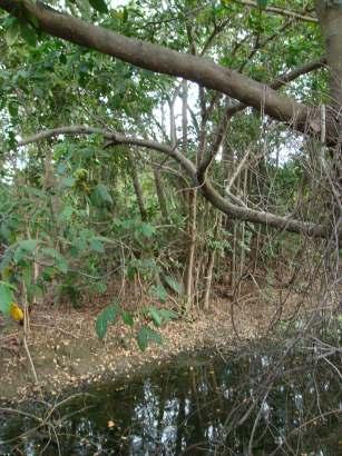 1. Mata ciliar e sua importância Mata ciliar é o nome que se dá à vegetação que se desenvolve às margens dos rios, riachos, córregos, lagoas ou outros corpos d'água.