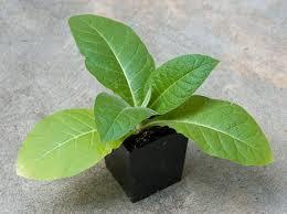 planta GM (tabaco) aprovada