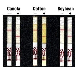 Length standard Convent. soya RR soya control Extract.