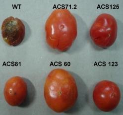 aminoácidos Composição ácidos graxos Composição amido Tolerância a herbicidas Resistência a