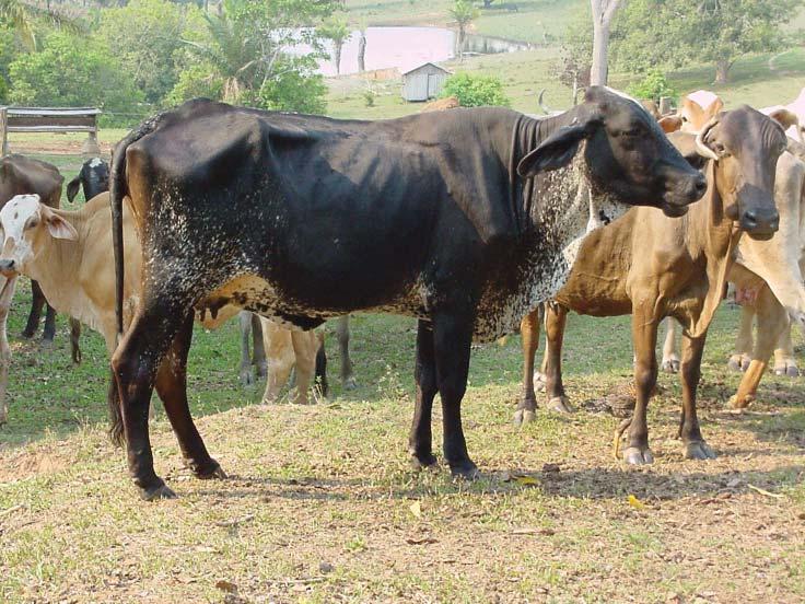 Inserção da cauda Tuberosidade do ísquio Tuberosidade do íleo Vértebras