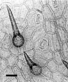 Merremia spp De acordo com Nascimento et al.